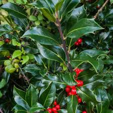 ilex aquifolium2