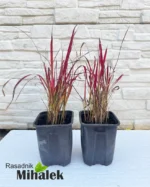 imperata-red-baron-sadnica