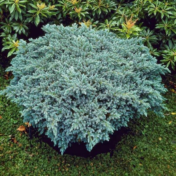 juniperus-blue-star6