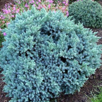 juniperus-blue-star9