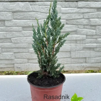 juniperus-mayeri-sadnica