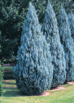 juniperus-moonglow-1