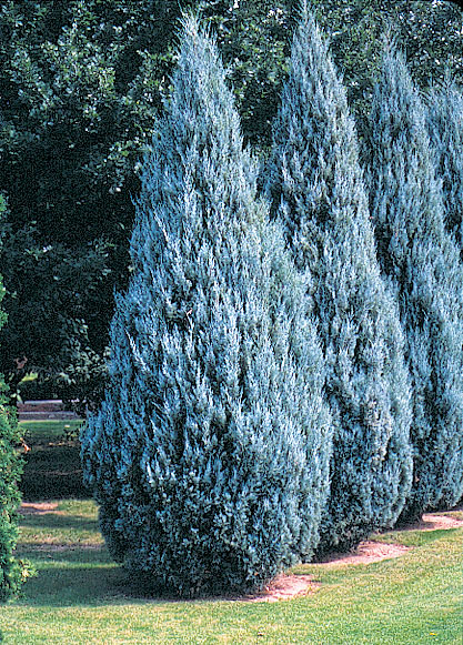juniperus moonglow