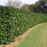 Lovor višnja - prunus laurocerasus