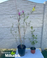 magnolija-suzan-sadnice-2