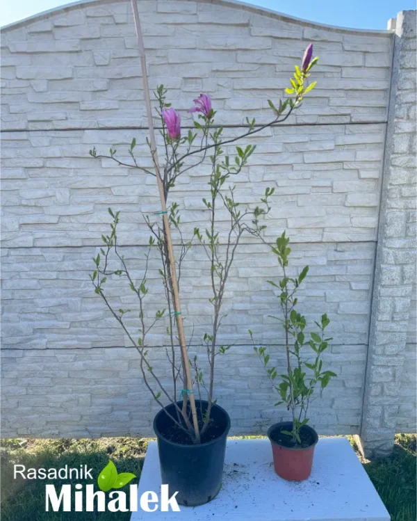 magnolija-suzan-sadnice-2