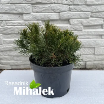 pinus-mugo-patuljasti-bor-sadnica