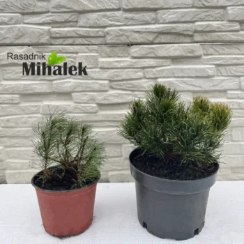 pinus-mugo-patuljasti-bor-varijacije-1