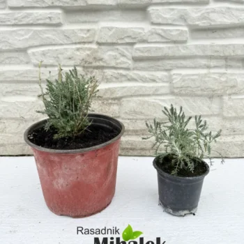 santolina-srebrna-var