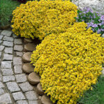 sedum-acre-aurea5