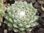 sempervivum-arachnoideum-3