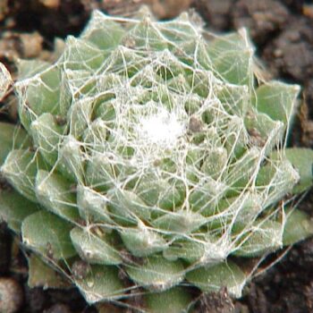 sempervivum-arachnoideum-3