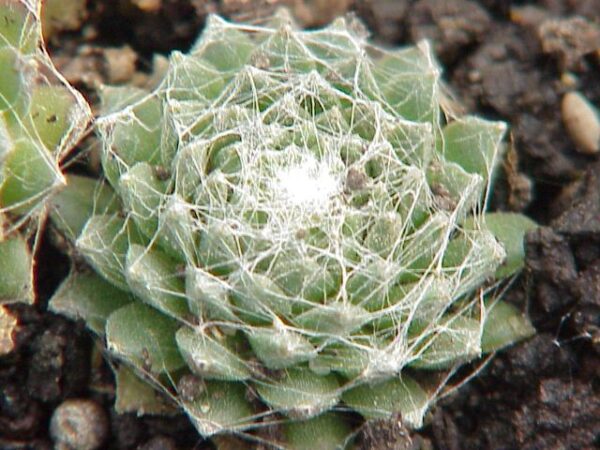 sempervivum-arachnoideum-3