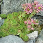 sempervivum-montanum-1