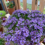 Sisyrinchium - plavooka trava