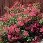 spirea-bumalda-anthony-waterer-4