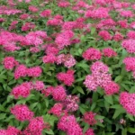spirea-bumalda-anthony-waterer-5