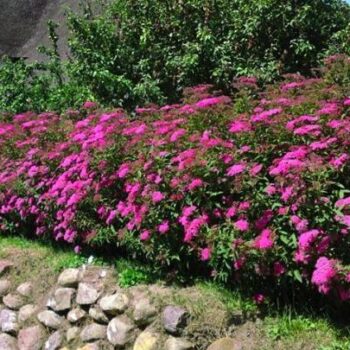 spirea-bumalda-anthony-waterer-6