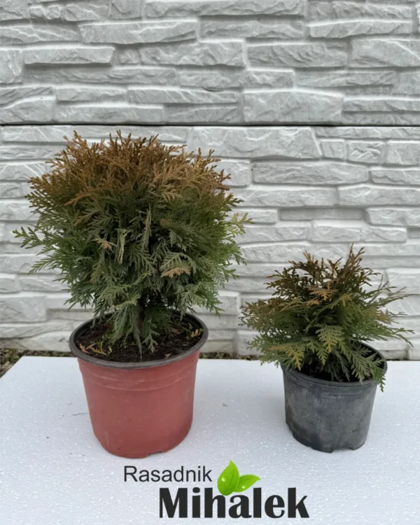 thuja-danica-sadnice-2