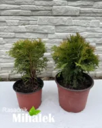 thuja-danica-sadnice-var