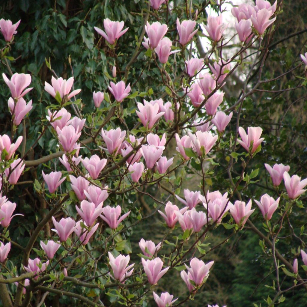 Magnolia svetlo roze