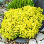 berberis-tiny-gold-4