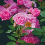 diadem-magenta-ruza-stablasica