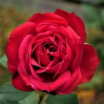 kuglasta-ruza-stablasica-rabels-2