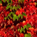 partenocisus u jesen