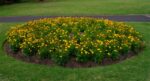 Coreopsis-Grandiflora-3