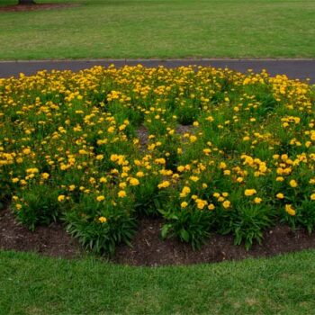 Coreopsis-Grandiflora-3