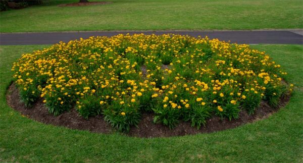 Coreopsis-Grandiflora-3