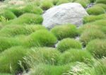 festuca-gauteri-ami-green-2