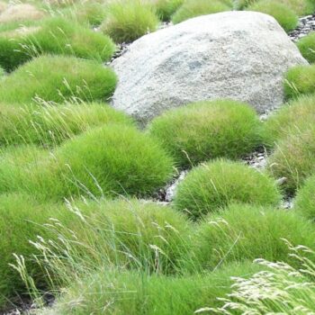 festuca-gauteri-ami-green-2