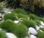 festuca-gauteri-ami-green-3