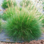 festuca-gauteri-ami-green-4