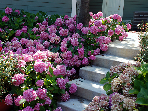 hortenzija-roze.jpg