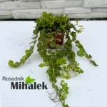 lysimachia-nummularia-sadnice