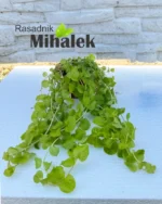 lysimachia-sadnica-2