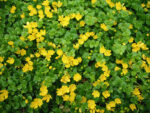 lysimachia-zelena-2