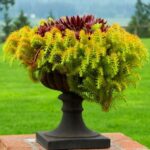 sedum angelina i čuvarkuće