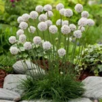 armeria-alba-3