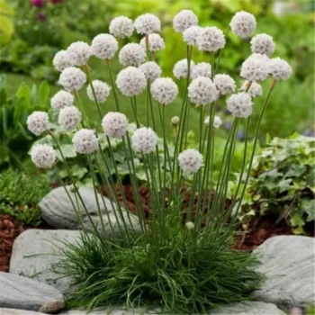 armeria-alba-3