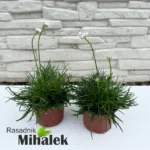 armeria-bela-sadnice