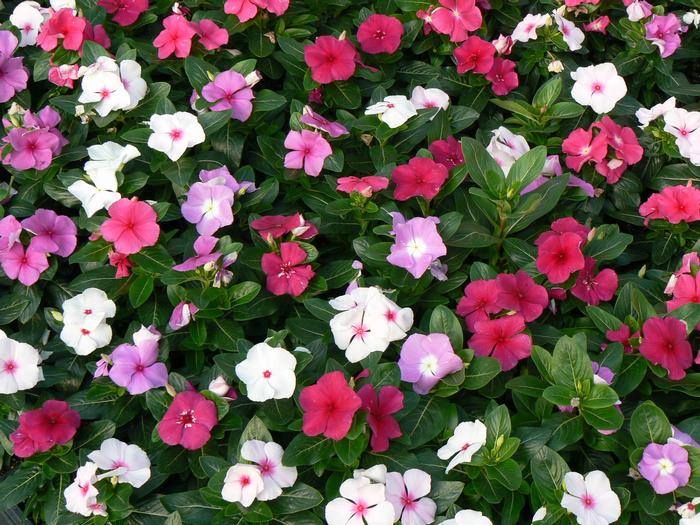 vinka-catharanthus-roseus-3