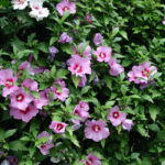 hibiskus-russian-violet-1