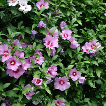 hibiskus-russian-violet-1