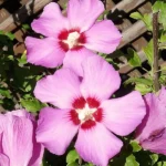 hibiskus-russian-violet-2