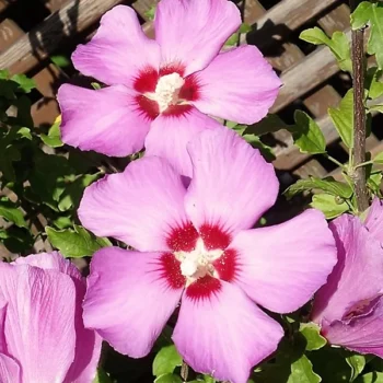 hibiskus-russian-violet-2