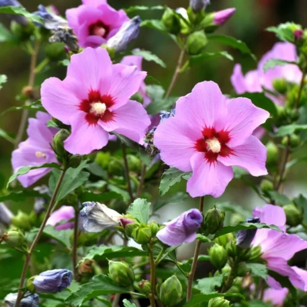 hibiskus-russian-violet-3